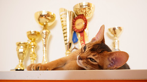 Клубные абиссинские котята (1 фото из 10)