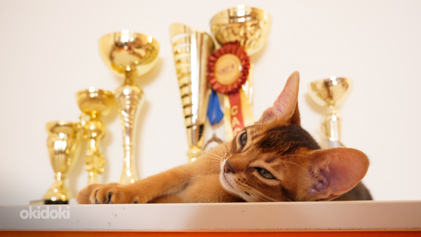 Клубные абиссинские котята