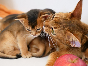 Эксклюзивное созвездие абиссинских «диких» пум (Ruddy) (2 фото из 10)