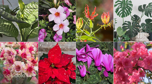 Գեղեցիկ ծաղիկներ և տնային բուսյեր