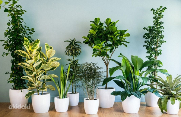 Գեղեցիկ ծաղիկներ և տնային բուսյեր (2)