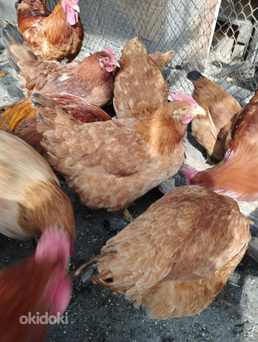 Фокси цыплята