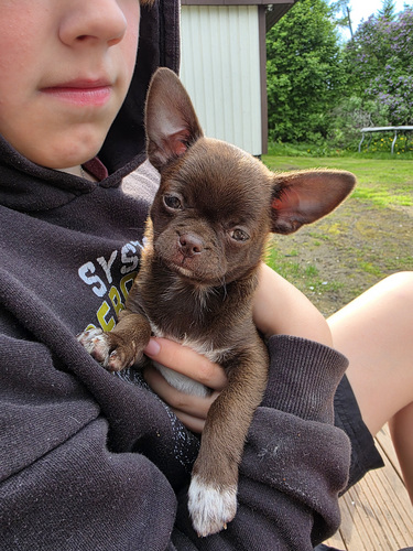 Chihuahuan pentu