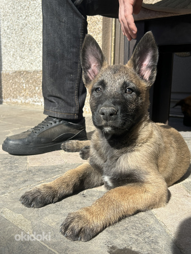 Բելգիական ավչառկա(մալինուա) (4)