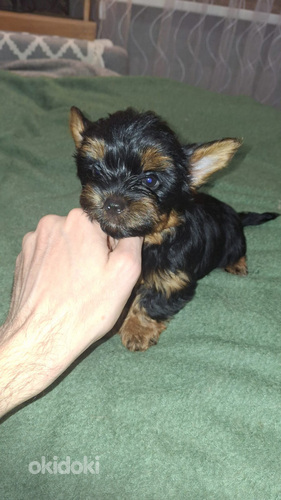 Tīršķirnes Jorkšīras terjera kucēns.