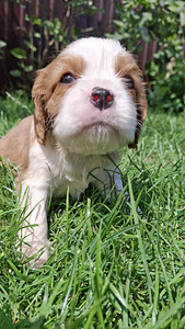 Tīršķirnes Kavaliera Kinga Čarlza Spaniels kucēni. (2 foto no 10)