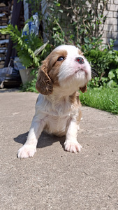 Tīršķirnes Kavaliera Kinga Čarlza Spaniels kucēni. (3 foto no 10)
