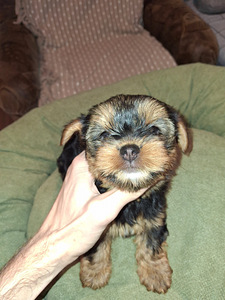 Jorkšīras Terjera meitenīte ir dzimusi 21. septembrī 2025 (4 foto no 10)