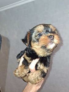 Jorkšīras Terjera meitenīte ir dzimusi 21. septembrī 2025 (7 foto no 10)