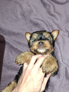 Jorkšīras Terjera meitenīte ir dzimusi 21. septembrī 2025 (8 foto no 10)