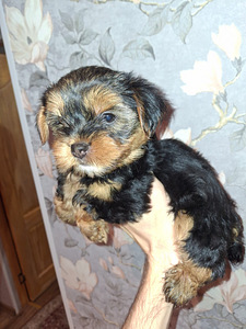 Jorkšīras Terjera meitenīte ir dzimusi 21. septembrī 2025 (9 foto no 10)