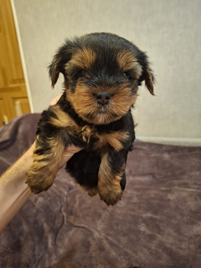 Jorkšīras Terjera meitenīte ir dzimusi 21. septembrī 2025 (10 foto no 10)