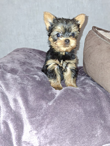 Mikro izmēra Jorks puika Baby-Face dzimis 21 septembrī 2025 (2 foto no 10)