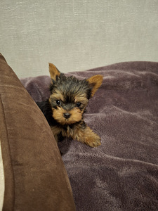 Mikro izmēra Jorks puika Baby-Face dzimis 21 septembrī 2025 (7 foto no 10)