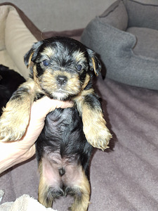 Tīršķirnes Jorkšīras terjeru kucēni dzimuši 4. novembrī 2025 (6 foto no 10)