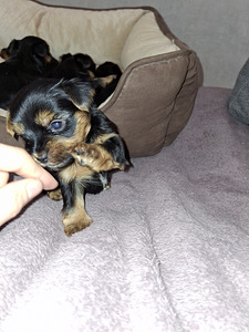 Tīršķirnes Jorkšīras terjeru kucēni dzimuši 4. novembrī 2025 (8 foto no 10)