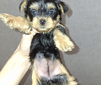 Чистокровные щенки Йоркширского Терьера родились 04.11.2025.