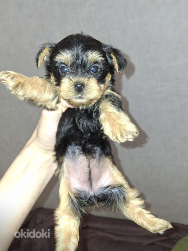 Tīršķirnes Jorkšīras terjeru kucēni dzima 04.11.2025.