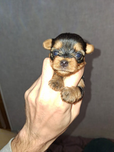 Tīršķirnes Jorkšīras terjeru kucēni dzima 04.11.2025. (10 foto no 10)