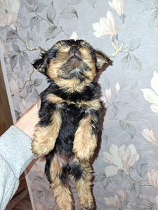 Чистокровные щенки Йоркширского Терьера родились 4 ноября (3 фото из 10)