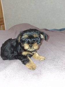 Jorkšīras terjera kucēni! 16.01.2026 (6 foto no 10)