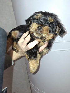 Jorkšīras terjera kucēni! 16.01.2026 (8 foto no 10)