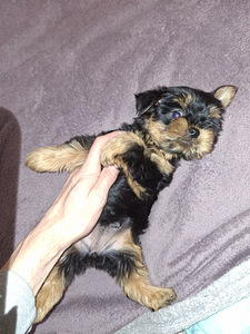 Jorkšīras terjera kucēni! 16.01.2026 (10 foto no 10)