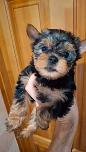 Tīršķirnes Jorkšīras terjeru kucēni (4 foto no 10)