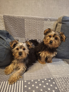 Jorkšīras terjera kucēni 02.03.2026 (1 foto no 10)