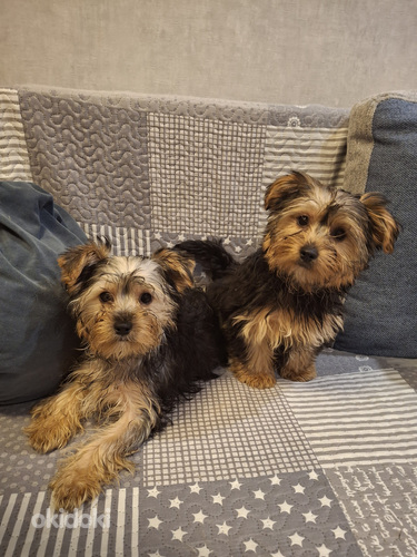 Jorkšīras terjera kucēni 02.03.2026