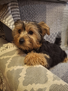 Jorkšīras terjera kucēni 02.03.2026 (7 foto no 10)