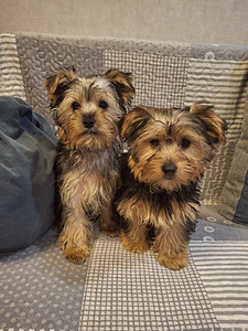 Jorkšīras terjera kucēni 02.03.2026 (8 foto no 10)