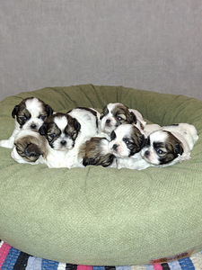 Ideāli tīršķirnes Ši-tcu kucēni. 02.03.2026 (1 foto no 9)