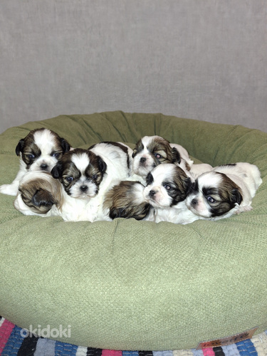 Ideāli tīršķirnes Ši-tcu kucēni. 02.03.2026