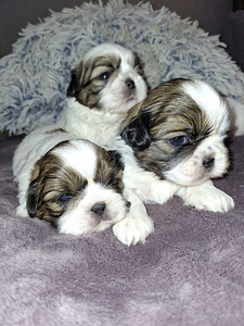 Ideāli tīršķirnes Ši-tcu kucēni. 02.03.2026 (3 foto no 9)