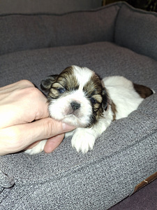 Ideāli tīršķirnes Ši-tcu kucēni. 02.03.2026 (6 foto no 9)