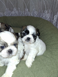 Ideāli tīršķirnes Ši-tcu kucēni. 12.03.2026 (2 foto no 10)