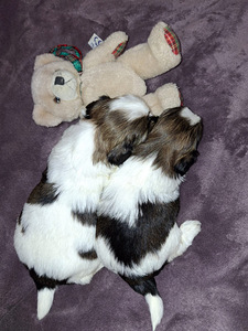 Ideāli tīršķirnes Ši-tcu kucēni. 12.03.2026 (7 foto no 10)