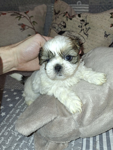 Ideāli tīršķirnes Ši-tcu kucēni. 22.03.2026 (1 foto no 10)