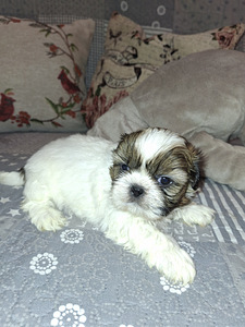 Идеальные чистокровные щенки ши-тцу. 06.04.2026 (6 фото из 10)