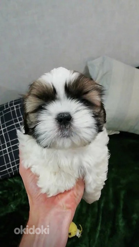 Идеальные чистокровные щенки Ши-тцу. 22.04.2026