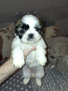 Идеальные чистокровные щенки Ши-тцу. 22.04.2026 (9 фото из 10)