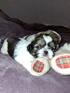 Идеальные чистокровные щенки Ши-тцу. 22.04.2026 (10 фото из 10)