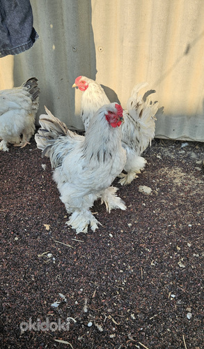 Բրամա ցեղատեսակի աքլորներ (2)