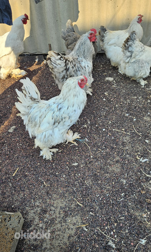 Բրամա ցեղատեսակի աքլորներ (3)