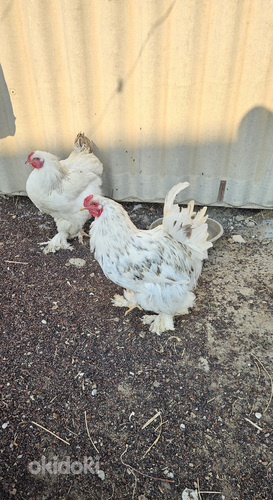 Բրամա ցեղատեսակի աքլորներ (5)