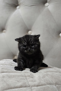 Британский короткошорстный котёнок