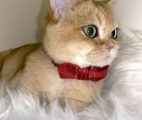 Chinchilla British penttu