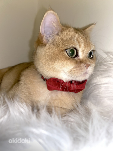 Chinchilla British penttu