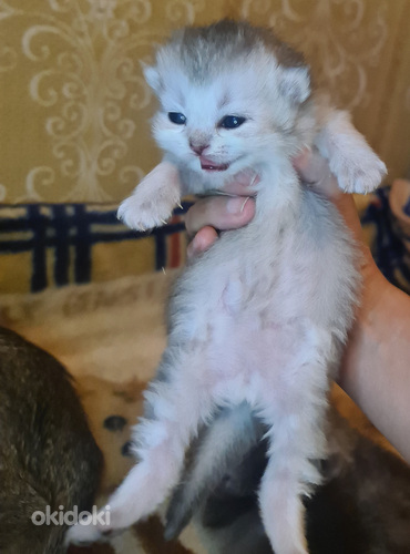 Skotu nokareno ausu kaķēni